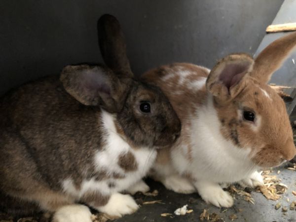 3 Bunnies for sale $75 each