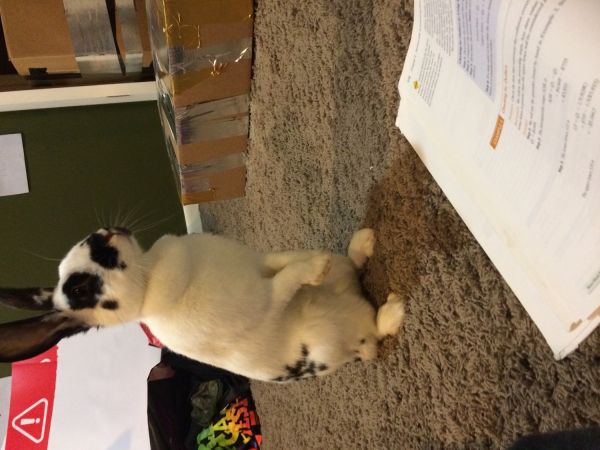 Rabbit for loving home!