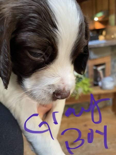 Springer spaniel puppies for sale