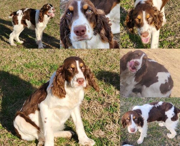 tri-colored AKC registered Springer pups