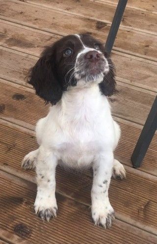 Stunning English Springer Spaniels