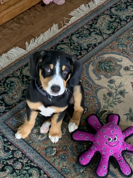Entelbucher Swiss Mountain Dog