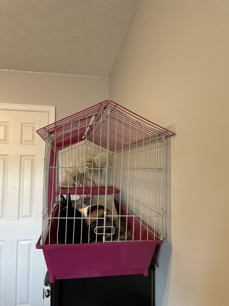 Bonnie and Clyde Bunnies