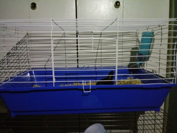 Rabbit with all its stuff