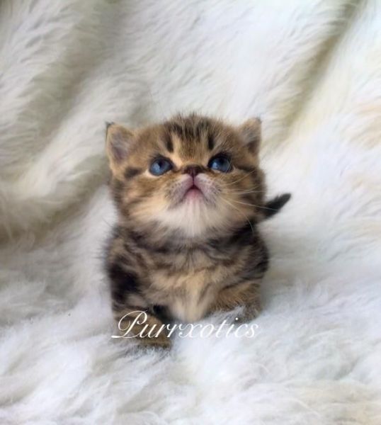 Dwarf, pocket, Miny paws, teacup kittens