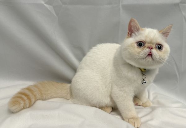 CFA Exotic Shorthair - Mango & Matcha