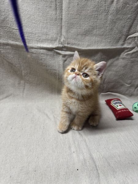 Exotic shorthair kitten