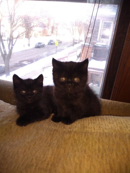 EXOTIC SHORTHAIR MIX KITTENS