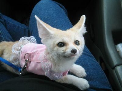 Fennec Fox babies available