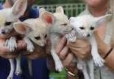 fennec foxes for sale