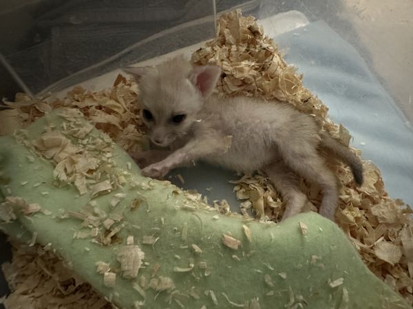 Female fennec fox baby