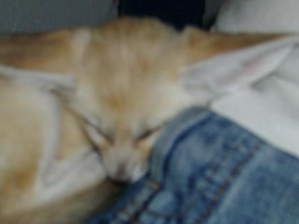 Aby Chimps,lemurs,fennec Foxes & Capuchin Monkeys