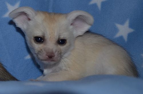 Sweet and Friendly Fennec Foxes ready now (***) ***-***2