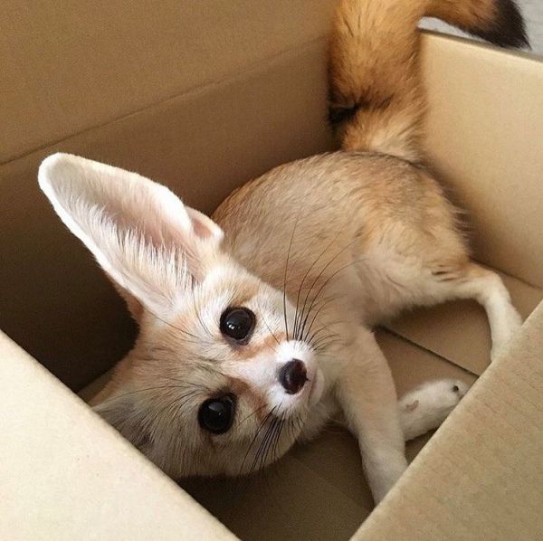 Fennec Fox For Sale