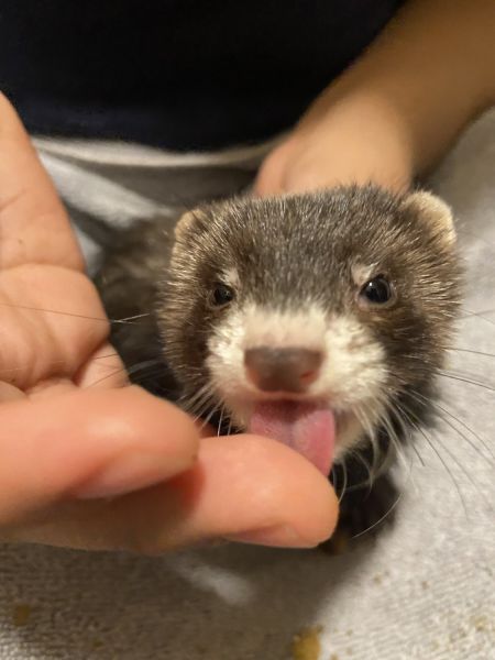 Baby farret looking for a loving home