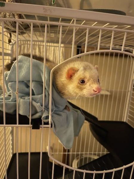 2year old ferret male