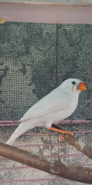 Zebra finch