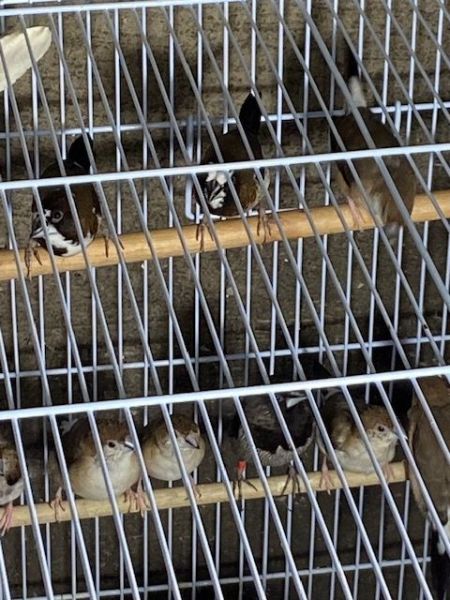 society finch kilometer