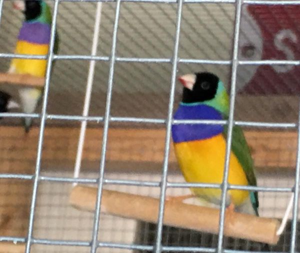 Lady Gouldian Male Greenbacks for sale