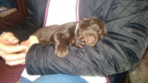 Lovely Liver Litter Of Flatcoated Retrievers
