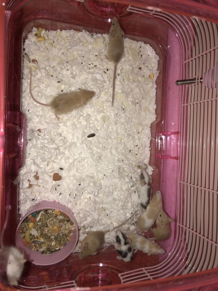 Mice for sale
