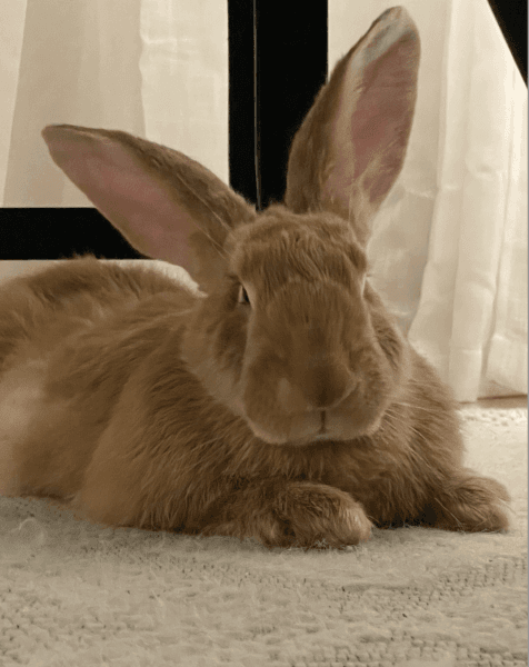 Male Flemish Giant