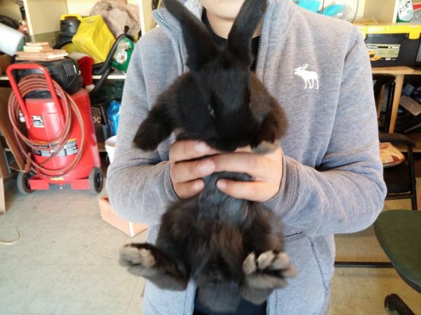 rabbit flemish giant
