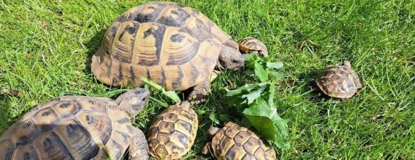 YOUNG (2023 hatched) HERMANNS TORTOISES FOR SALE