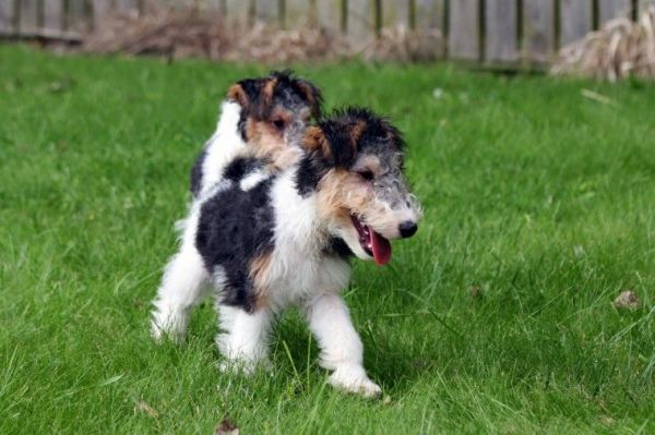Champion Sired Fox Terrier Puppies