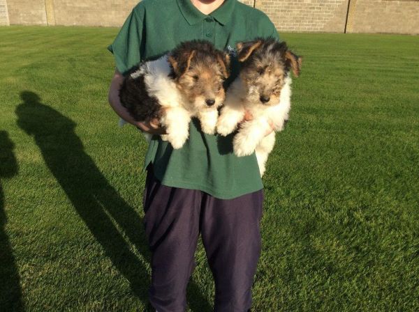 Terrier Puppies