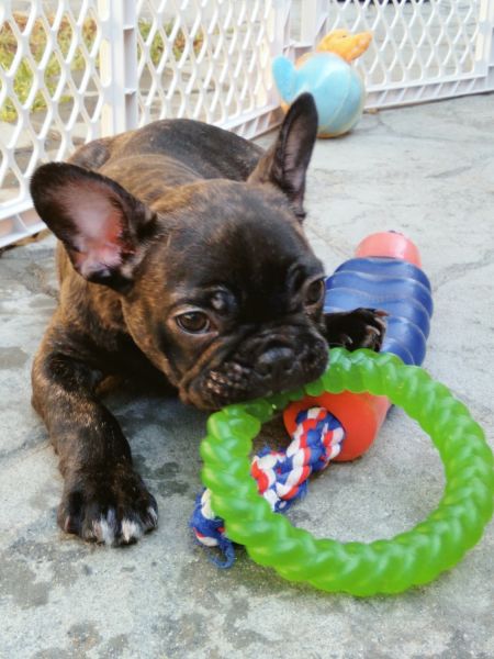 french bulldog puppy