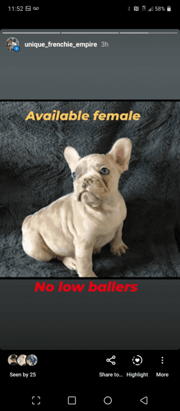 Unique Frenchie Empire