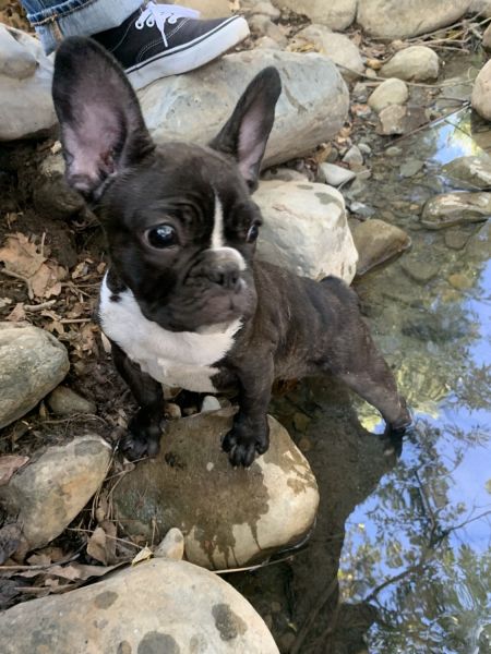 Frenchie for sale