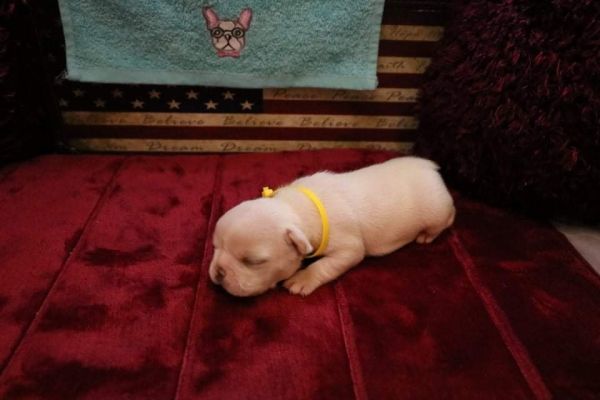 Stunning Platinum Cream Frenchies