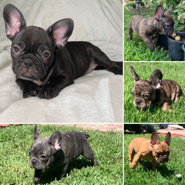 Frenchies for sale