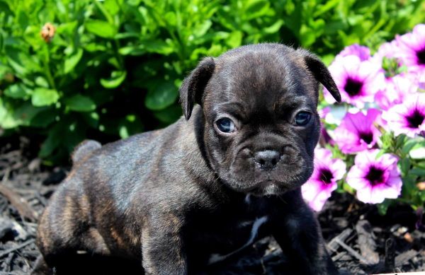 nice French Bulldog Puppies