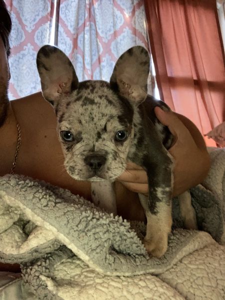 10 week old female French bulldog
