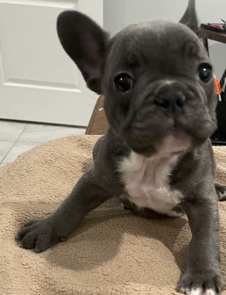 California Frenchie puppies
