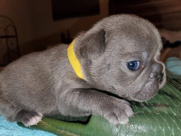 French bulldog puppies!