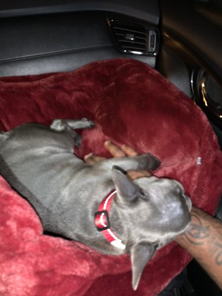 French bulldog for sale