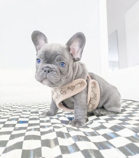 Blue French Bulldog Puppies