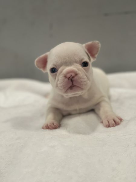 French bulldog puppies