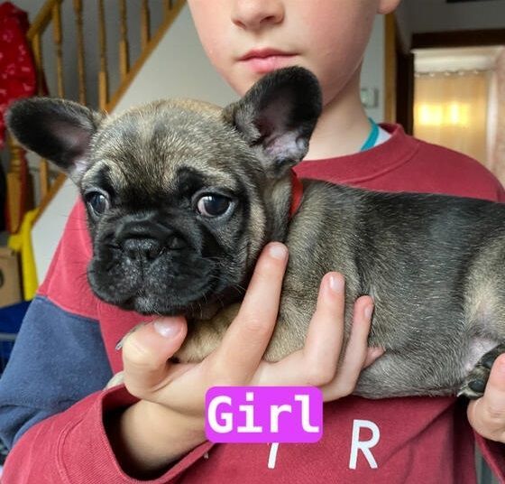 6 Beautiful French Bulldog Puppies available