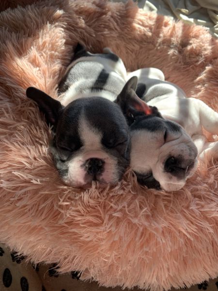 AKC Blue Pied French Bulldog Puppies