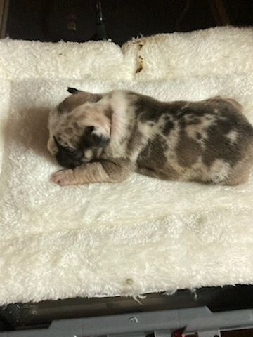 Exotic Puppies for sale