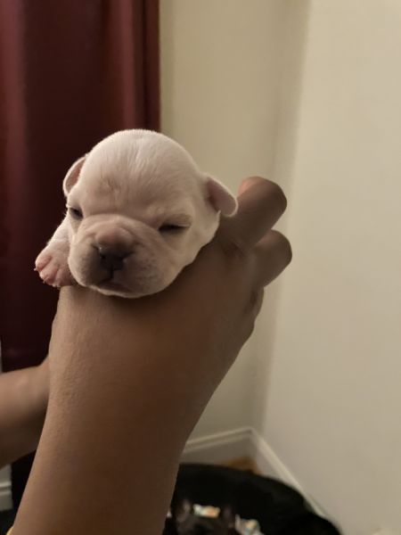 French bulldogs for sale