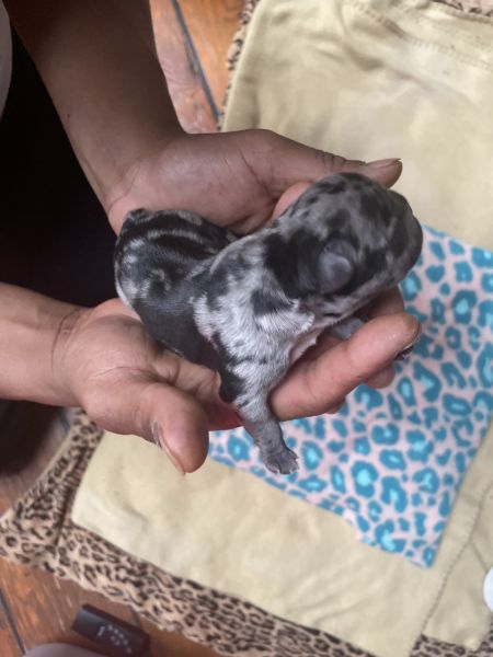 Exotic French bulldog