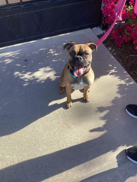 Frenchie-Boxer Mix for Sale!