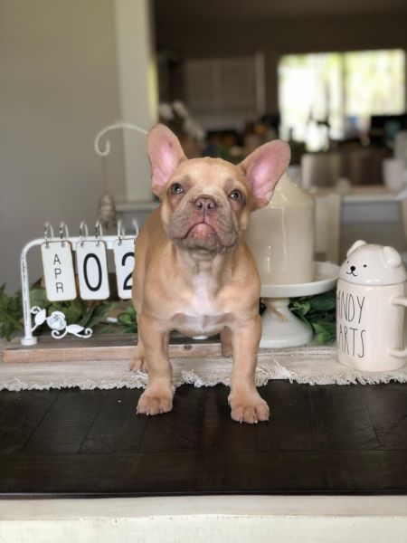 French Bulldog Female Puppy 10 wks