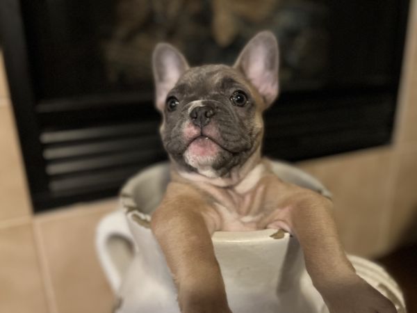 Female AKC French bulldog